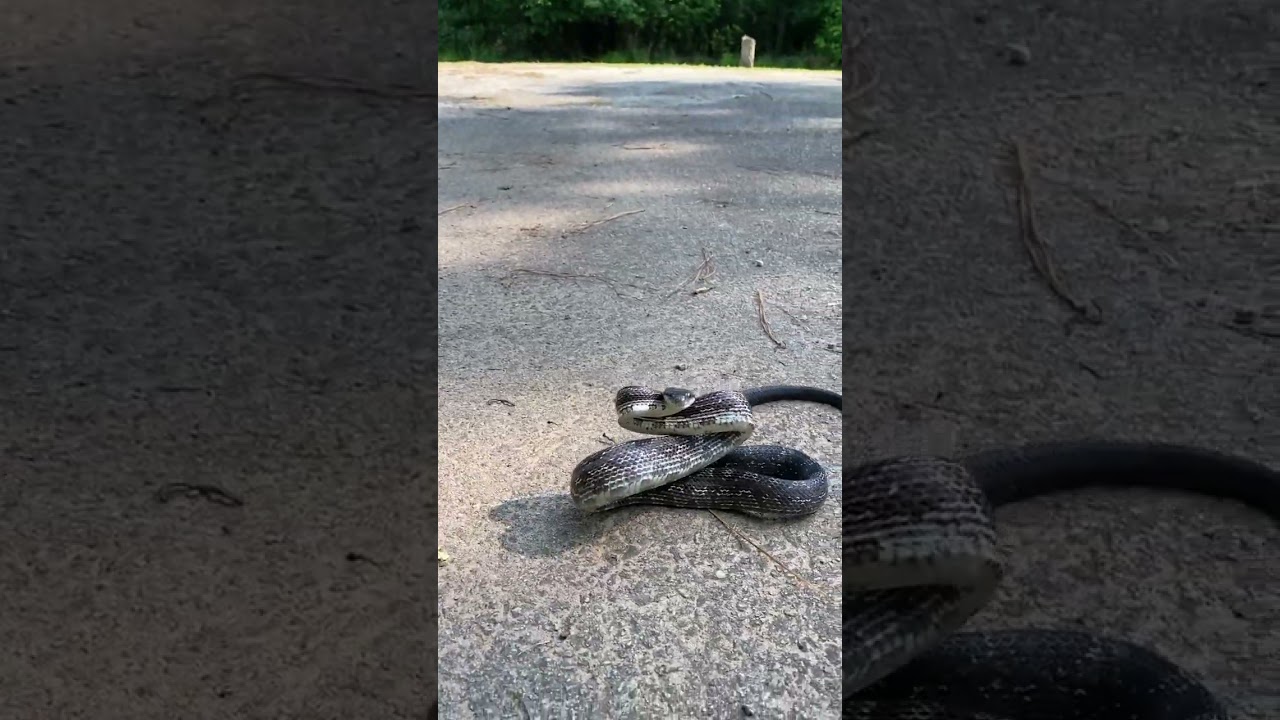 Rattlesnake or Rat Snake!???