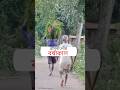 গ্রামবাংলার বর্ষাকাল #viralshorts #সাহিত্য_ও_দর্শন #viralvideo #rainyseasons #rainyday #grambangla