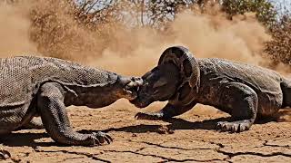 Celebrity King komodo attack Giant python “Komodo Dragon Attacks Giant Python – Full Fight Scene!” Wealth