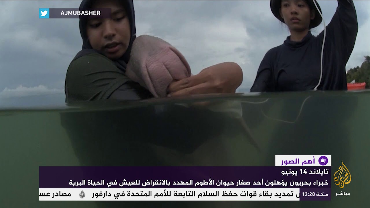 خبراء بحريون يؤهلون أحد صغار حيوان الأطوم المهدد بالانقراض للعيش في الحياة البرية