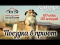 Поездка в приют Белый Бим