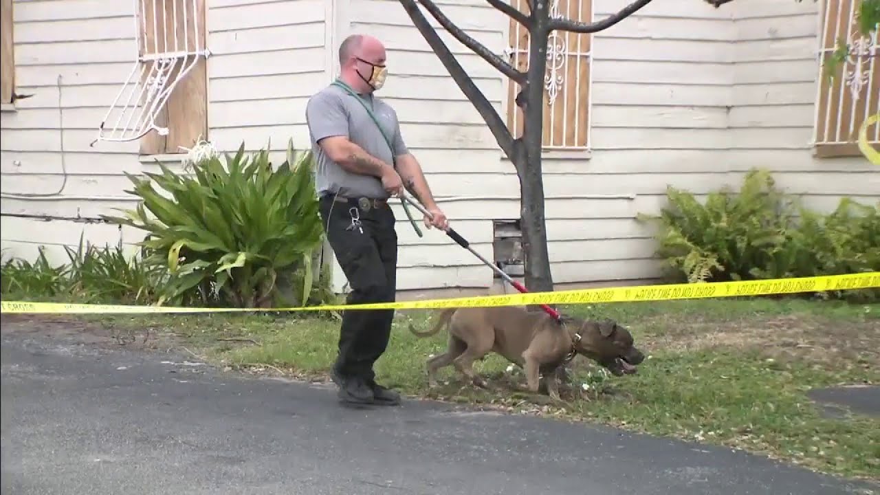 2 dogs injure man and woman in Fort Lauderdale