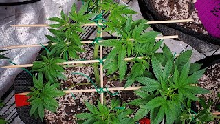 How to #SMGtrain cannabis In week 6 of veg #shieldmaidensgarden