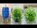 No need for a garden, Growing celery this way is really effective and smart