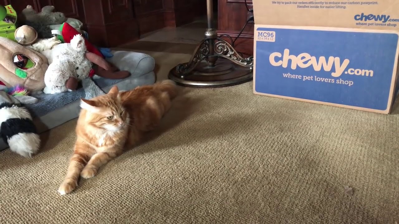 Funny Cats Love Playing in Chewy Box