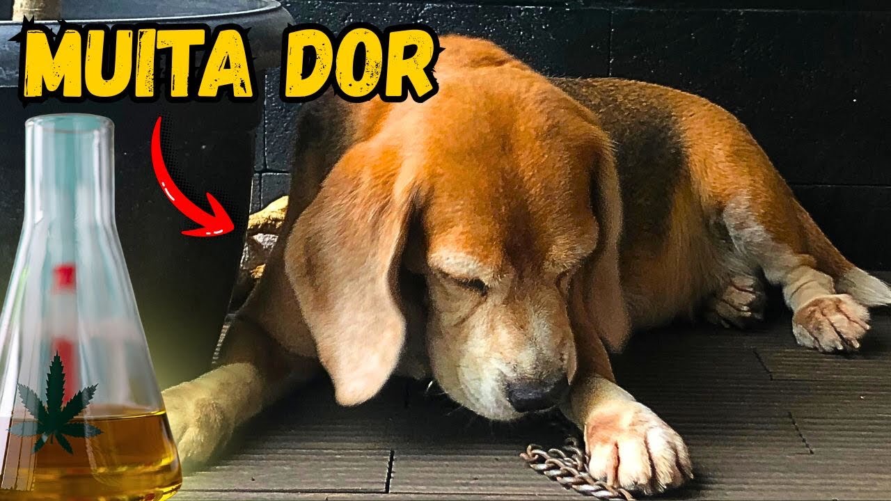 CUIDADO COM SEU CACHORRO