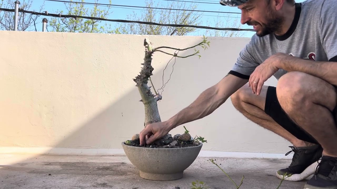 Serie Poda Drástica de Palo Borracho (Capítulo 2)