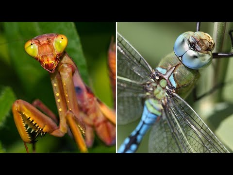 Видео: ▽ Самые маложивущие существа