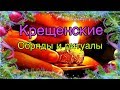 Крещенские обряды и  ритуалы!