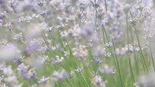 Low prices, climate change and new EU labelling threaten Bulgaria's lavender farmers
