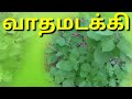 Antirheumatic medicinal usesin tamilmalli herb