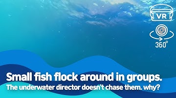 [360 VR] Small fish flock around in groups. The underwater director doesn