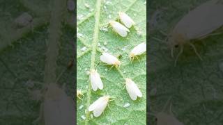 🌶️Are there thrips in your chili crop?
