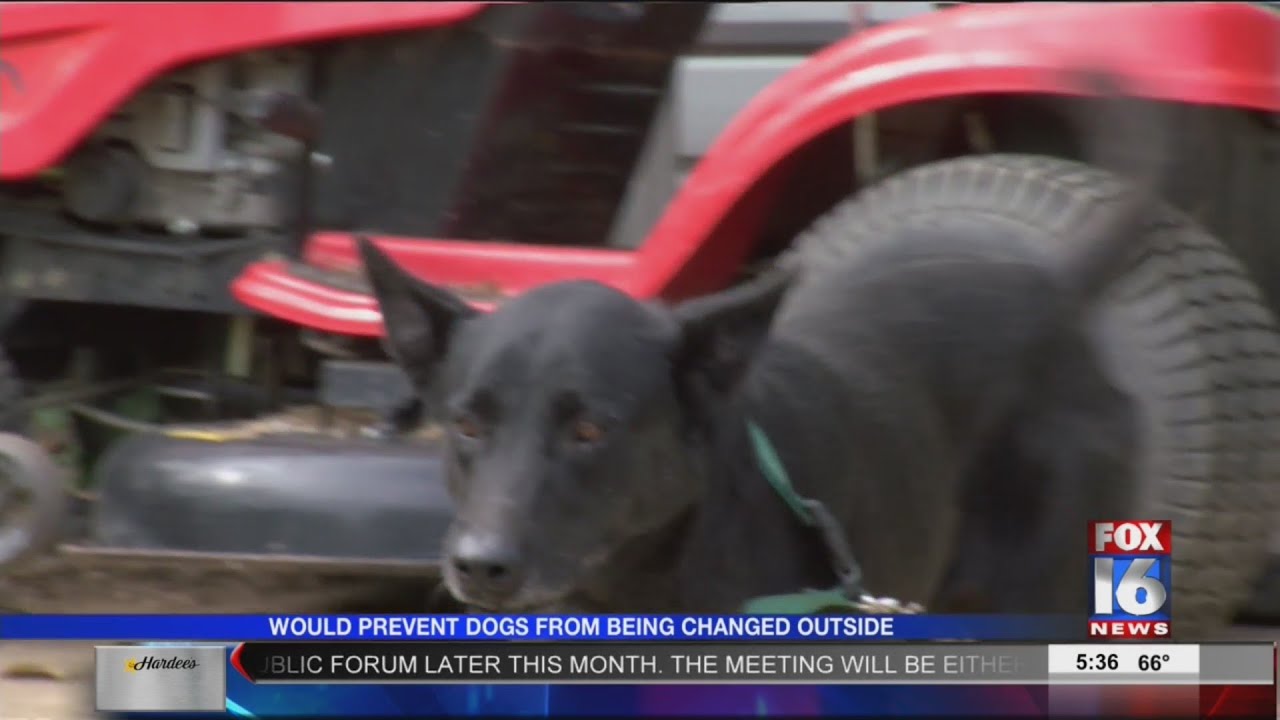 Dog Zoning Ordinance YouTube