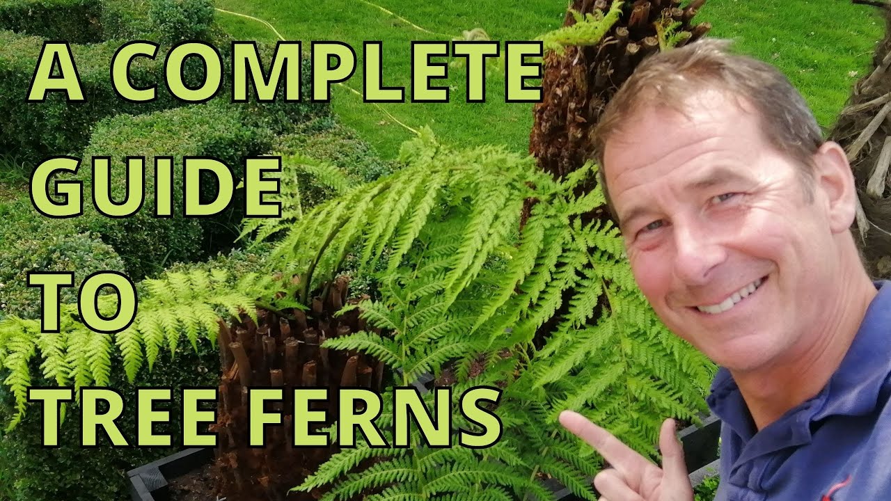 Tree Ferns, Dicksonia Antarctica Complete Guide