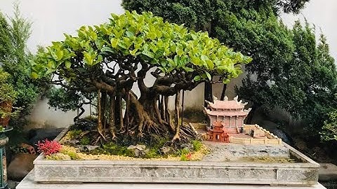 Cây đa giếng nước sân đình hồn quê hương Việt Nam 🇻🇳