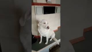 Dog singt Schnappi
