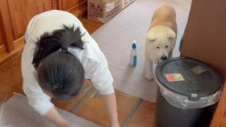 【今年一の大事件発生】慌てる母の隣で冷静に盗み食いのチャンスを狙う柴犬
