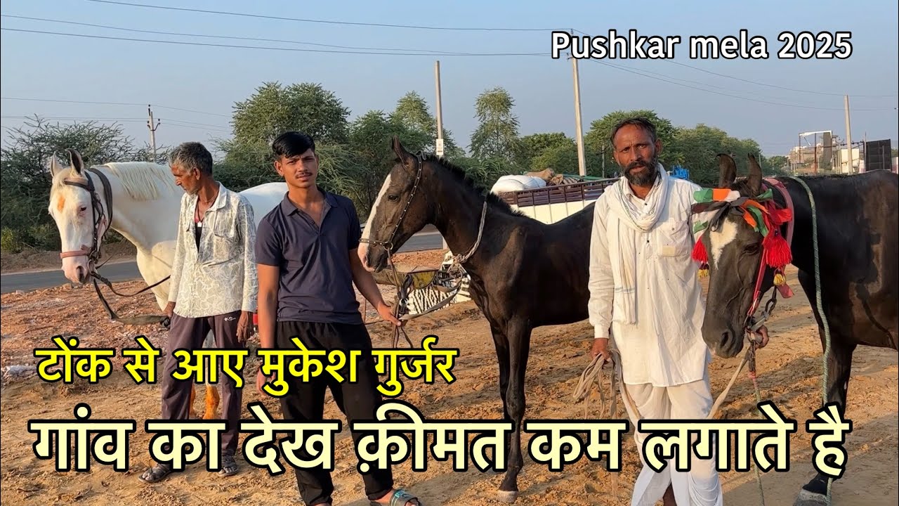 टोंक राजस्थान से आए मुकेश गुर्जर अपने घर के घोड़े बछेरे लेकर | Pushkar mela 2025
