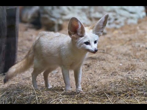 Cute Pets And Funny Animals Compilation. cute fennec fox #12