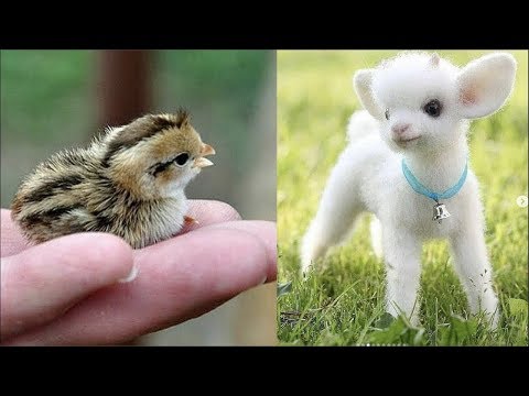 Funny Animals Compilation - Cutest Animals Ever 2019