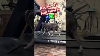 Pitbull Dog Training