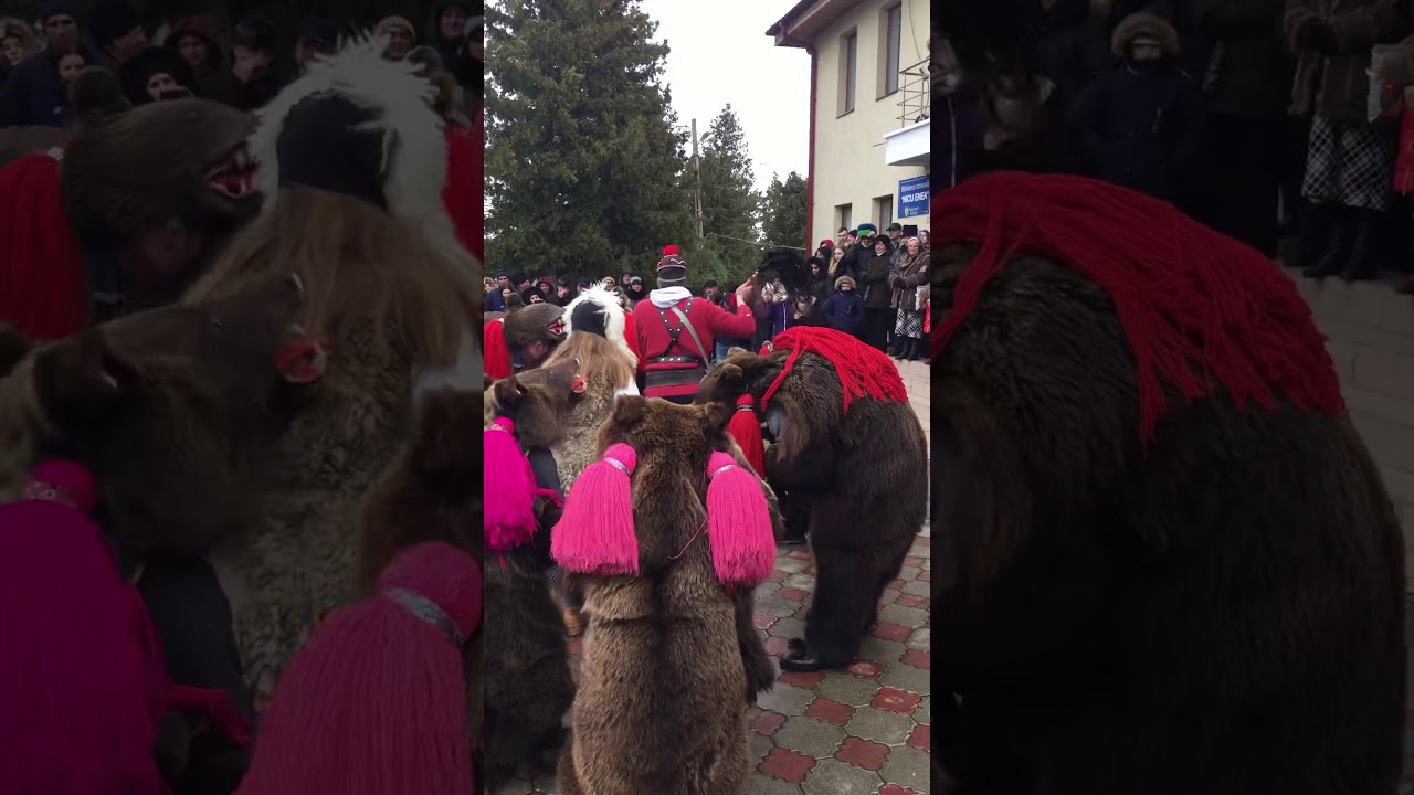 Urșii de la Valea Arinilor 2019