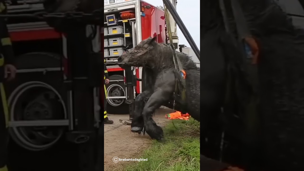 animals that ask for help😱 