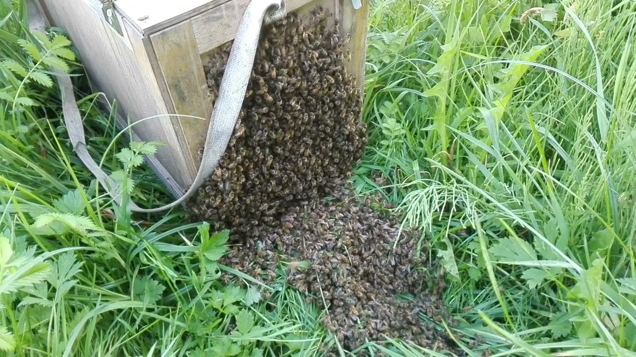 2018.07.26 Pirmas spiečiukas,surinktas nuo žolės :) Collecting our first bee swarm