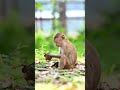 Monkey#amazonanimals #amazonia #animals #amazonrainforest #f #l #amazon #wildlife #brazil #love #