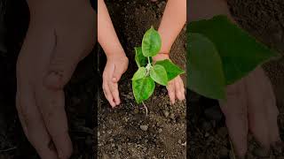 Earth Funeral Featured in AP News: The Rise of Human Composting &amp; Green Funeral Options