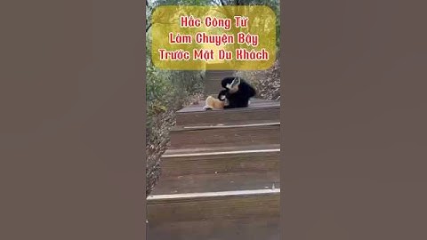 Hắc Công Tử Làm Chuyện Động Trời Trước Mặt Du Khách #hắccôngtử #bạchcônương #độngvậthoangdã