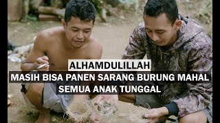 Download Lagu ALHAMDULILLAH MASIH BISA PANEN SARANG BURUNG CIGUN DAN SOGON DITEMPAT INI DAN BURUNGNYA BELUM PUNAH MP3