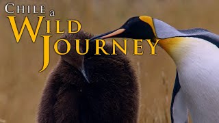 Chile: A Wild Journey | Episode 7 | Feather Beings