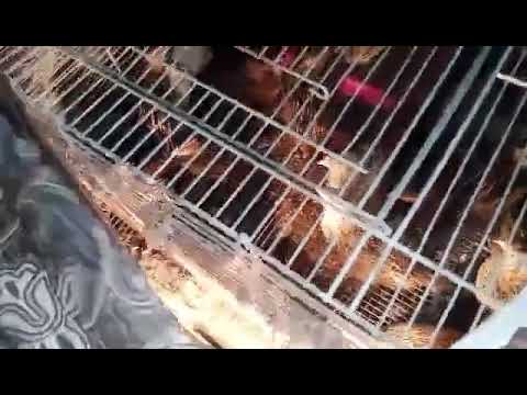 شرح مبدئي مختصر عن طائر السمان الفري 