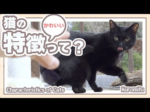 猫のかわいい特徴って？