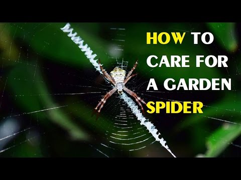 How to Care for a Garden Spider