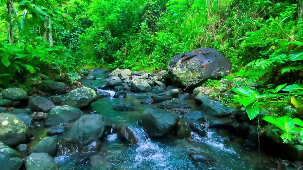 Sounds of River in the Forest (NO MUSIC) Natural White Noise for Sleep, Relaxation, and Study Time🍃🎧