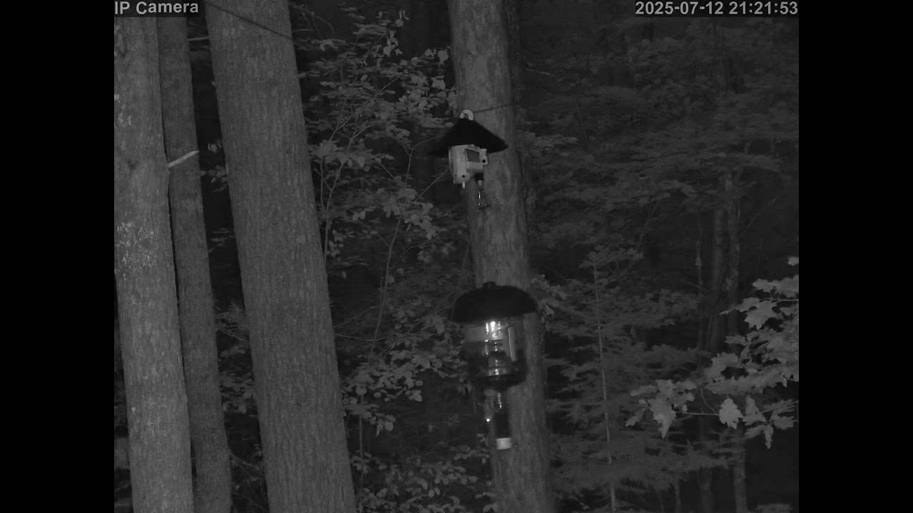 20250712 212128 Tree Rat on feeder for 16 minutes spedup100x