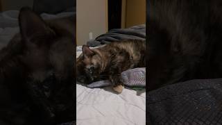 Soft meow and paws #cat #katze #gato #siamese #tortoiseshellcat #shark