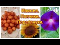 Необычная ипомея. Напасть на подсолнухах. Нажарила пончиков.