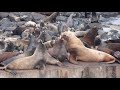 Sea Lion Sounds 
