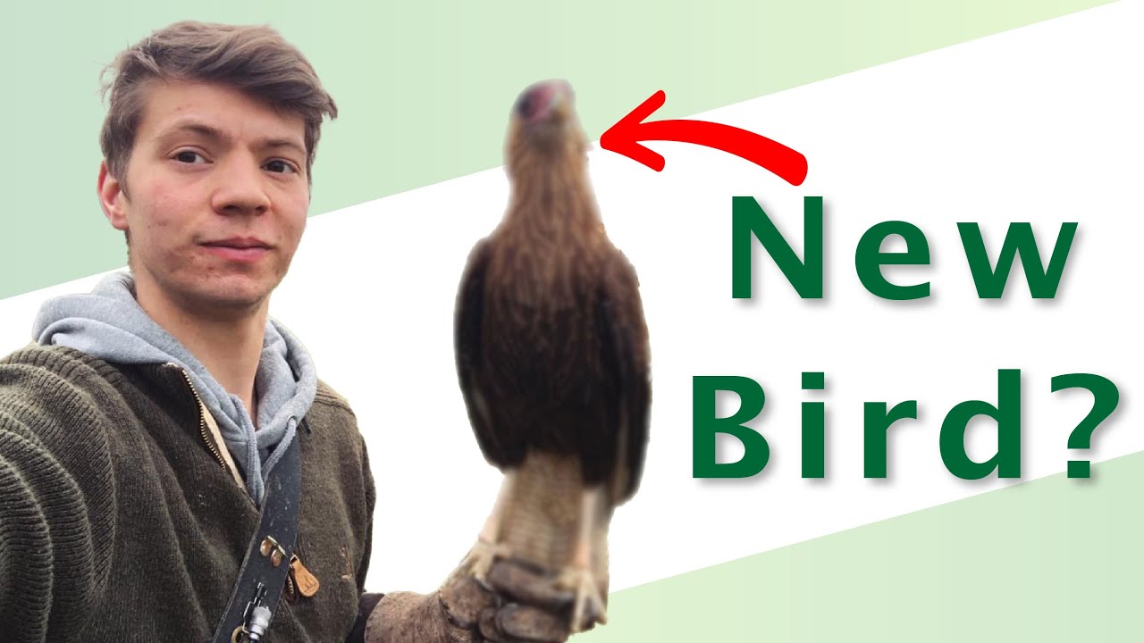 I got a new Bird of Prey!