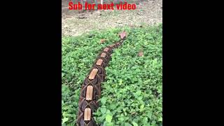 big snakes python has a beautiful patterns in her skin