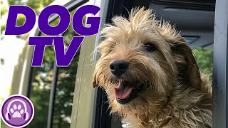 Adventure Dog TV! Exciting Videos for Bored Dogs to Watch! by PetTunes - Music for Pets 586 views 1 month ago 30 minutes
