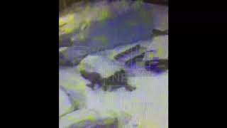 собаки грызут машину собаки грызут машину