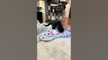 Banshee loves a new toy