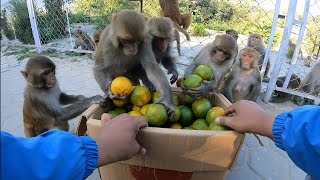 monkey eating orange || feeding hungry monkey || monkey love orange