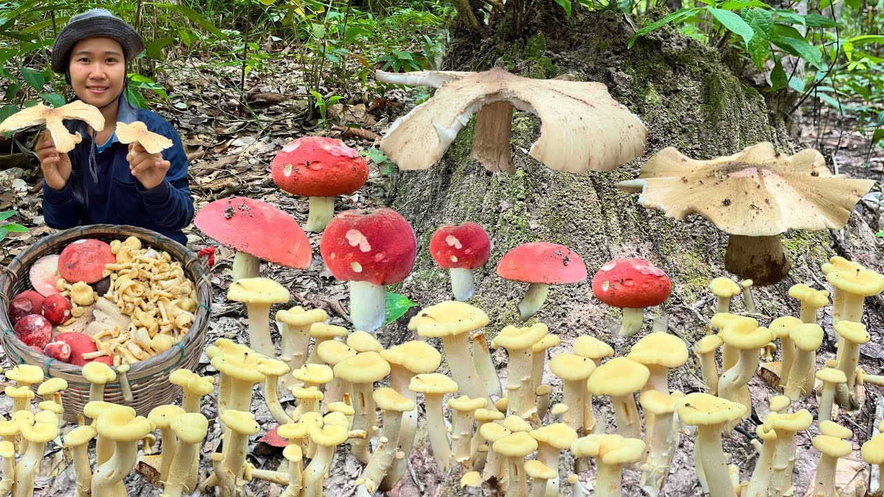 !!เห็ดปลวกตาบใหญ่!!เห็ดก่อแดง !!และเห็ดมันปูหมานเต็มตะกร้าจ้า14/ส.ค/2568