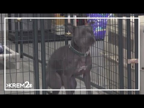 Boise.craigslist Pets